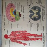 School poster Nightingale No.15 system nervous No.16 System muscle
