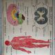 School poster Nightingale No.15 system nervous No.16 System muscle