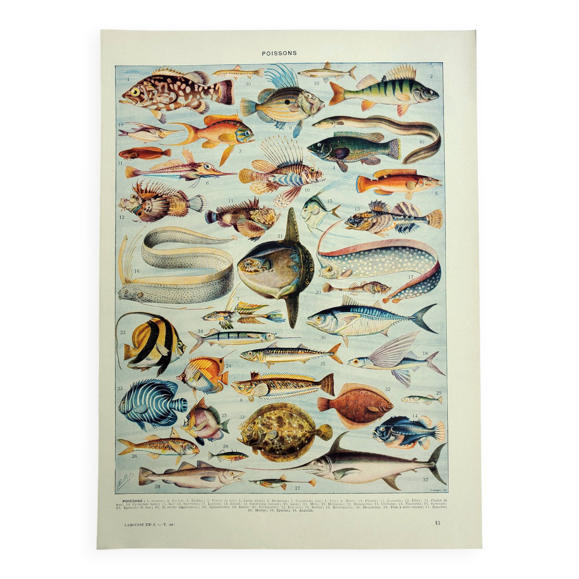 Antique engraving 1928, Fish, ocean, marine animals, fauna • Lithograph, original illustration
