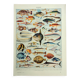 Antique engraving 1928, Fish, ocean, marine animals, fauna • Lithograph, original illustration
