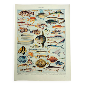 Antique engraving 1928, Fish, ocean, marine animals, fauna • Lithograph, original illustration