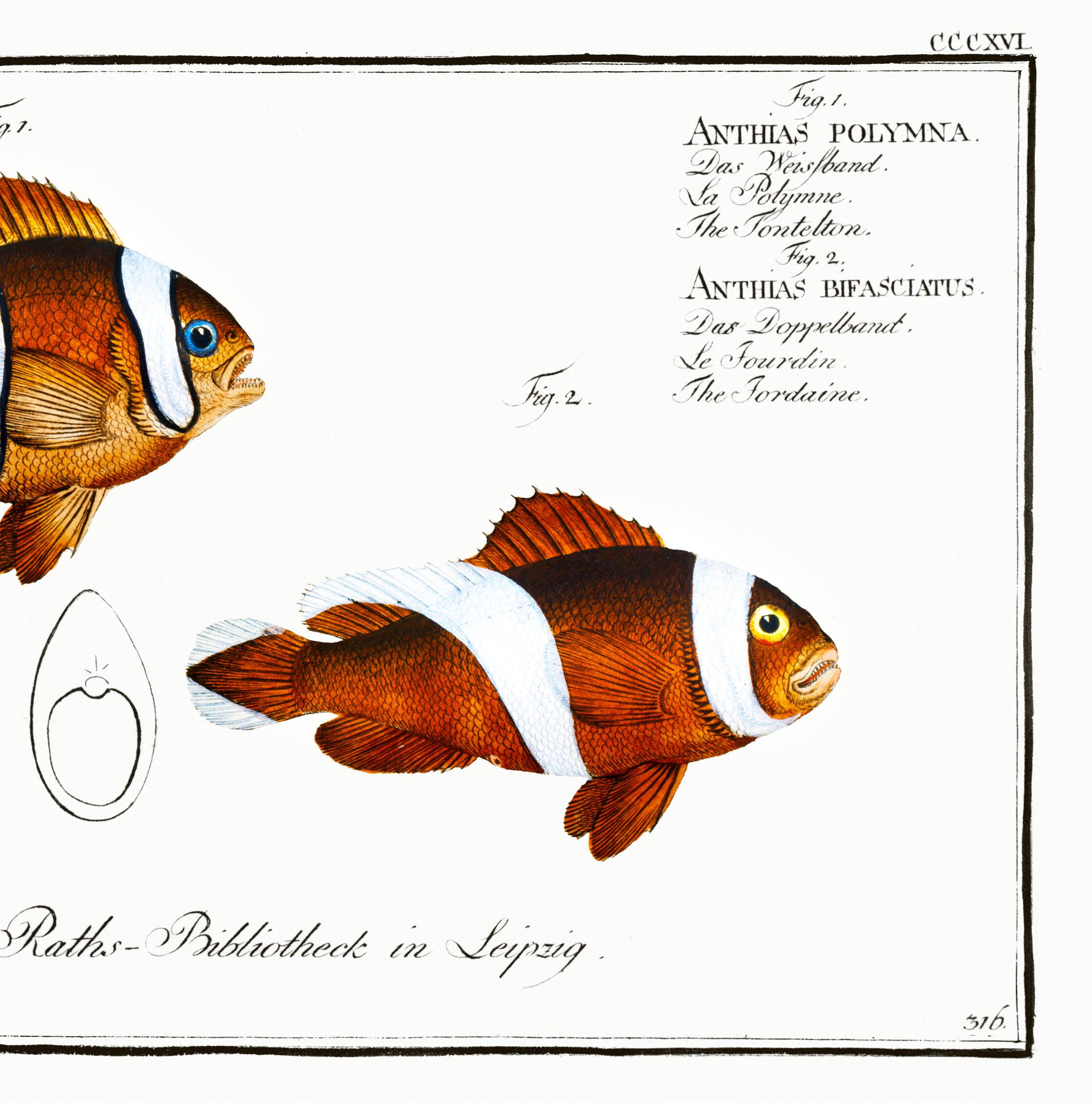 Poster about the clownfish, based on an old engraving from 1746.