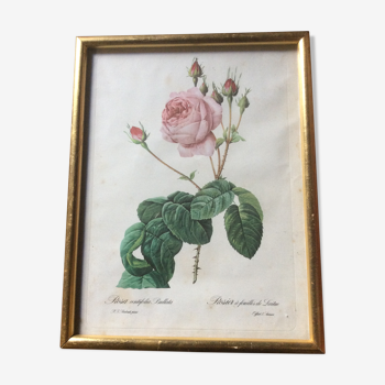 Gravure « rose » Redouté