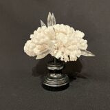 Corail blanc naturel ancien et cristal sur socle en bois napoléon iii xixe cabinet de curiosités