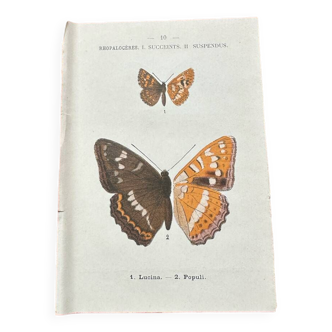 Old botanical board double-sided naturalist butterfly engraving