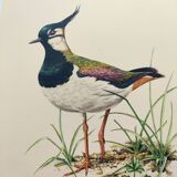 Planche vintage oiseaux année soixante - Vanneau Huppé - Illustration zoologie et ornithologique