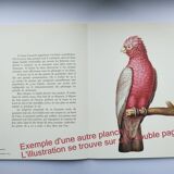 Illustration zoologique colibri à queue d'hirondelle