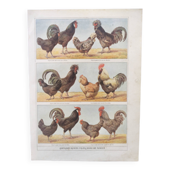 Old engraving from 1920 by A.Millot • Hens and roosters (1) • Original board of the farm