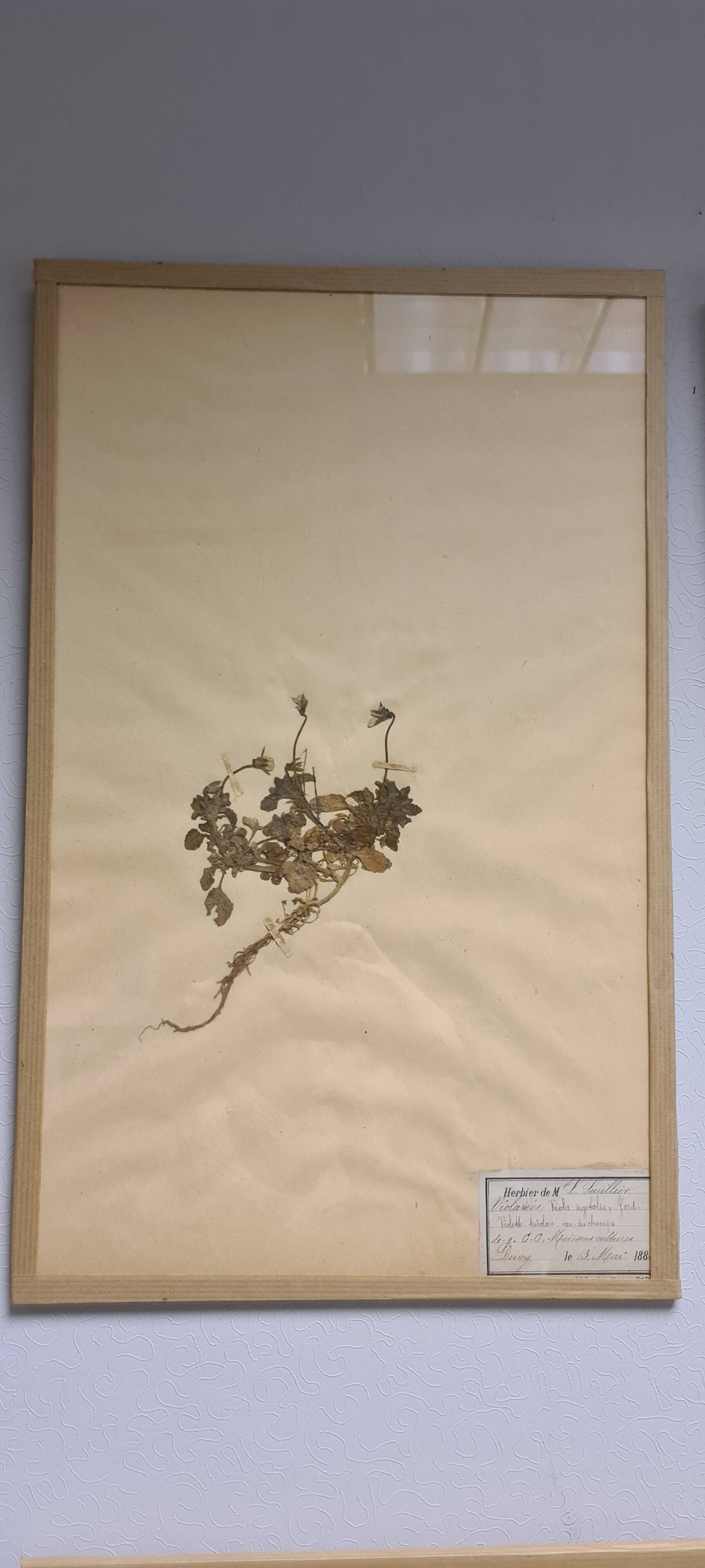 Herbier, 19th