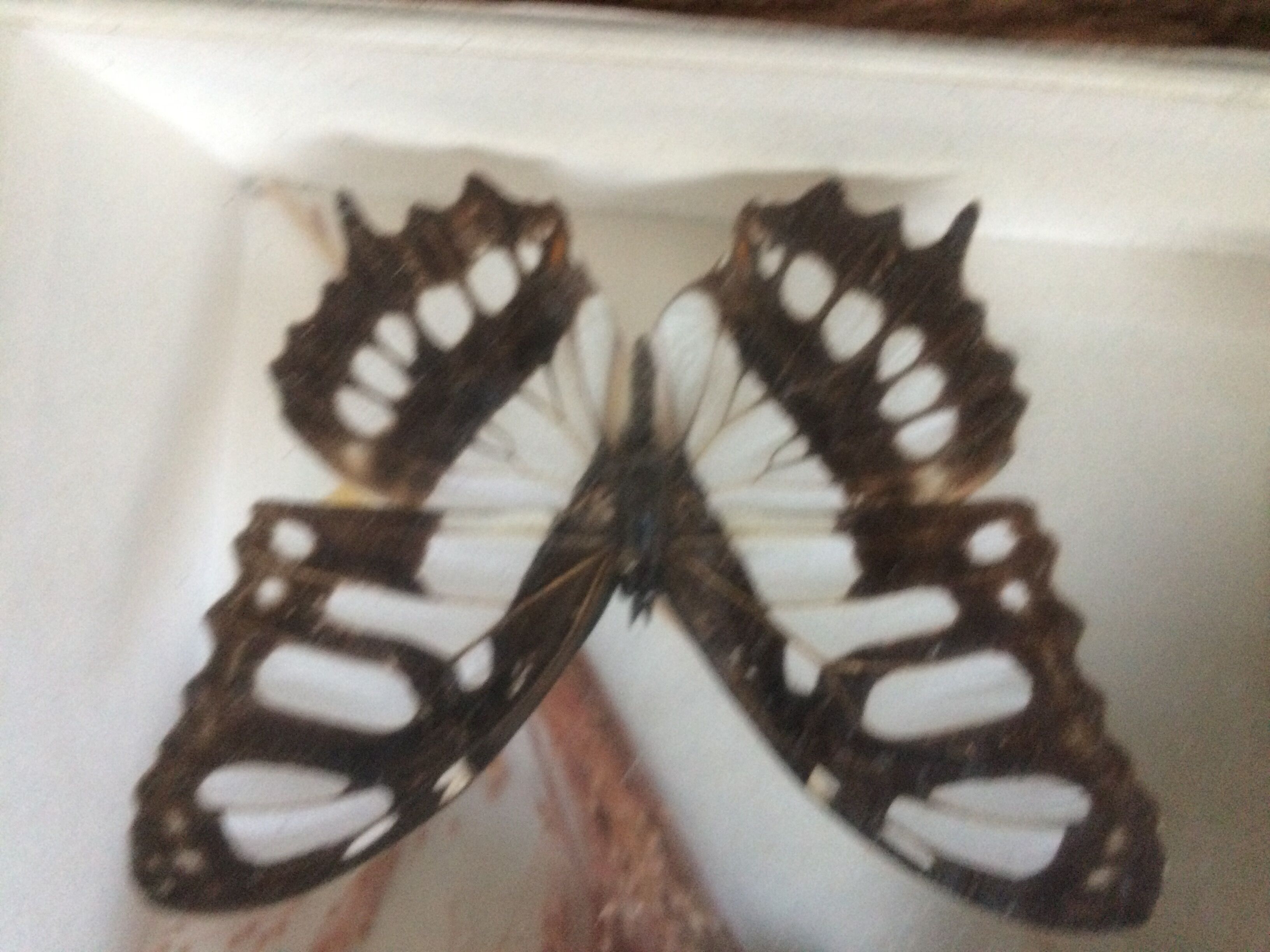 Butterfly frame taxidermy