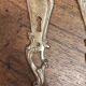 Pair of solid brass cleanliness plates in Louis XV rococo style.