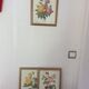 Botanical plate of Roses by PJ Redouté framed