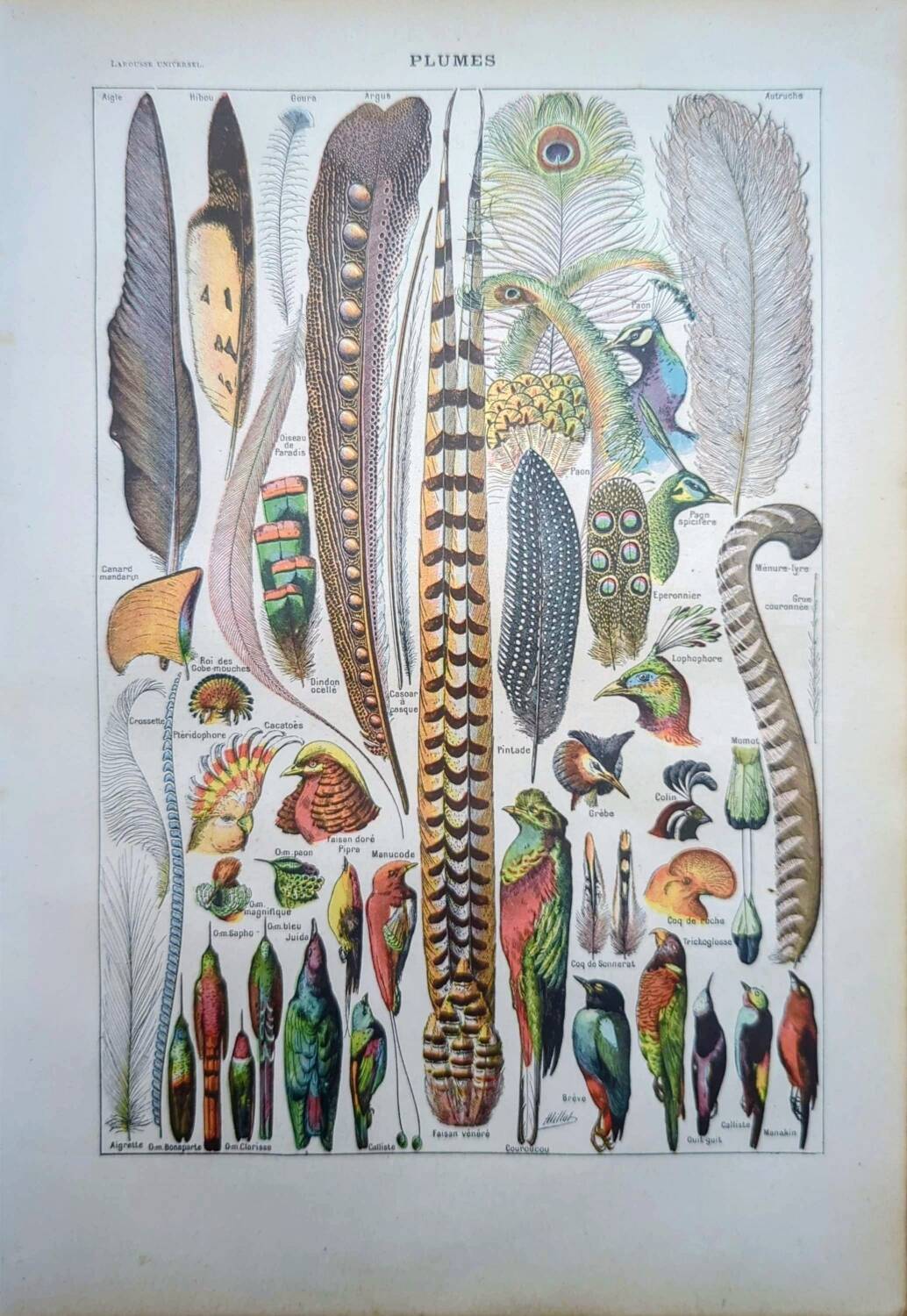 Printed in 1924, the feathers. Old naturalist illustration.