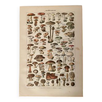 Lithographie sur les champignons comestibles et vénéneux - 1900