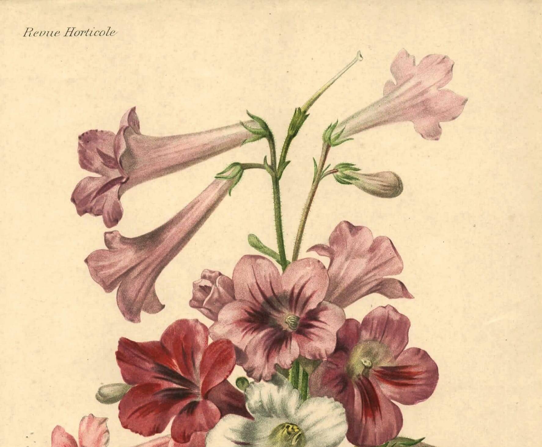 Botanical engraving from 1896 by Descamps-Sabouret • Streptocarpus hybrids • Old lithograph