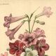 Botanical engraving from 1896 by Descamps-Sabouret • Streptocarpus hybrids • Old lithograph