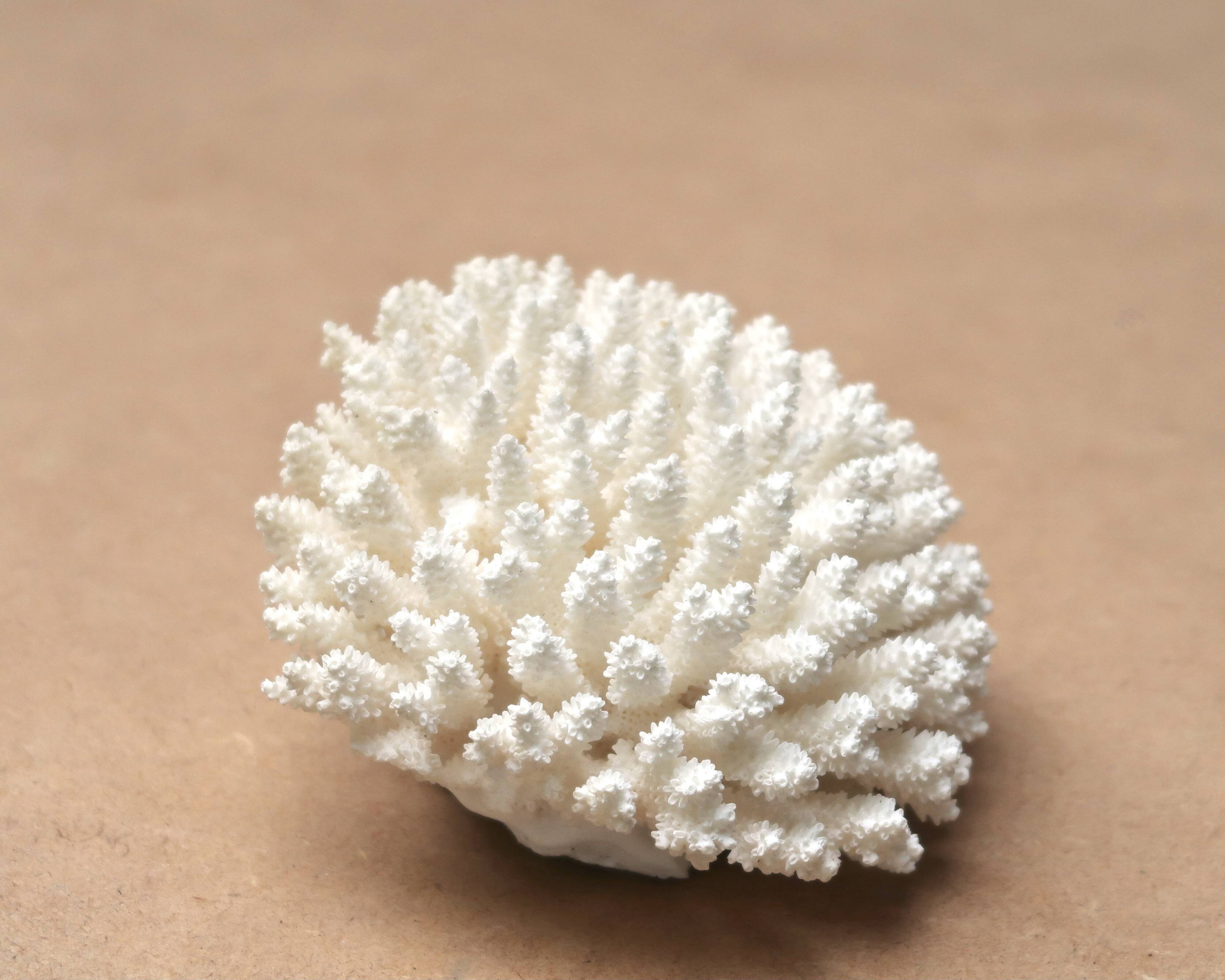 Natural white coral, 70s