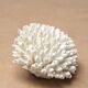 Natural white coral, 70s