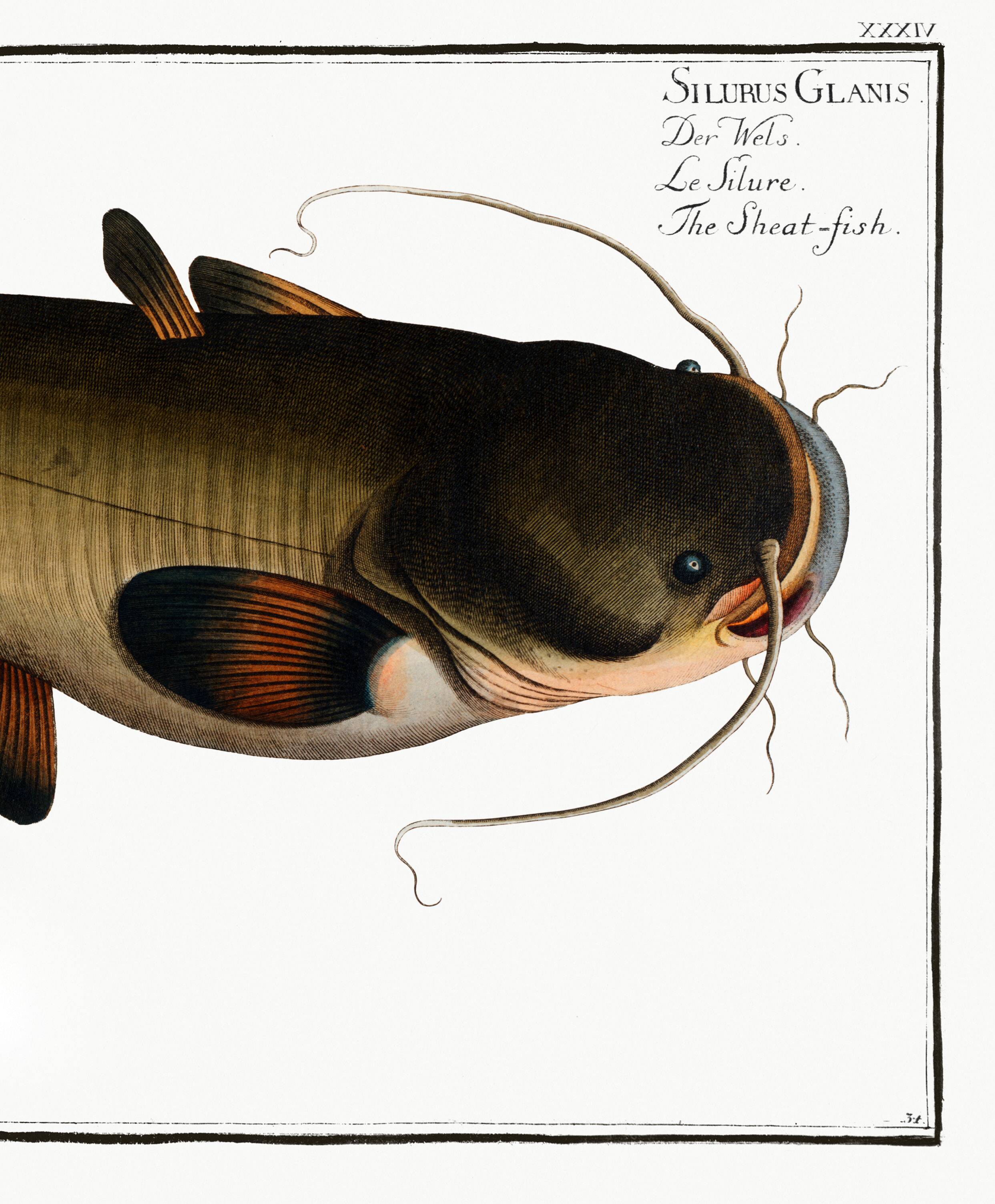 Poster about the wels catfish, based on an old engraving from 1746.