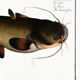 Poster about the wels catfish, based on an old engraving from 1746.