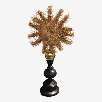 Cabinet of Curiosities starfish crown of Christ acanthaster planci