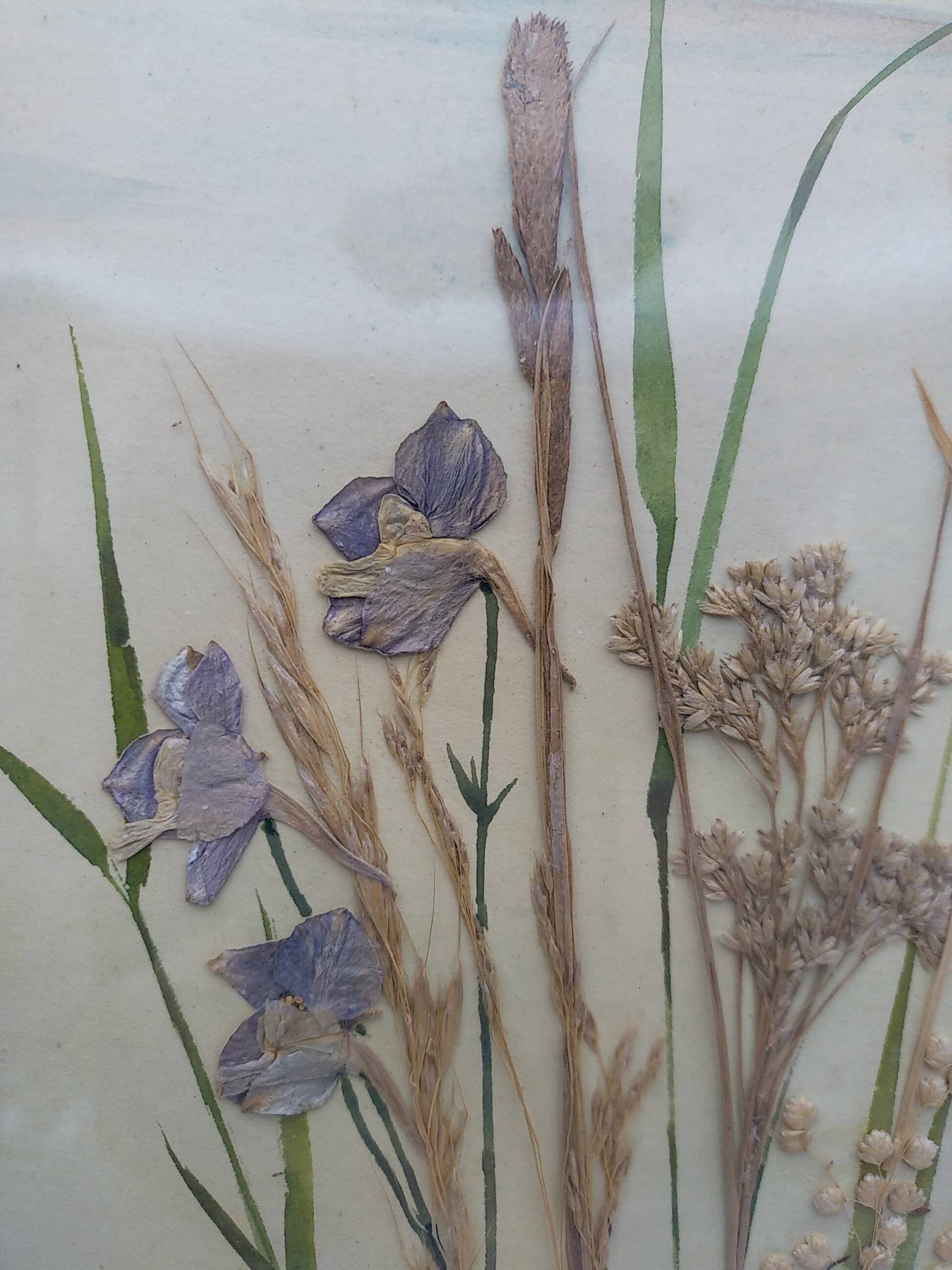 Herbarium on watercolor. the 50's .