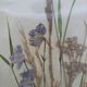 Herbier sur aquarelle . années 50 .