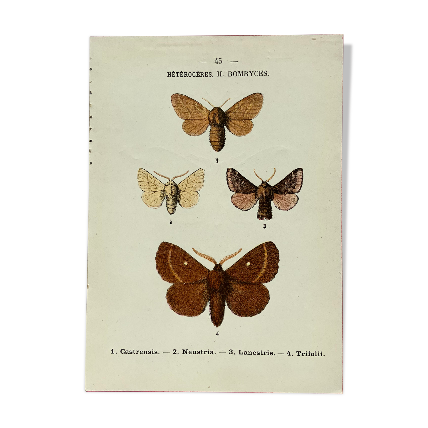 Vintage botanical plate antique butterfly engraving 1903 double-sided G. Denise