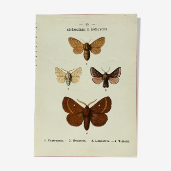 Planche botanique vintage gravure papillon ancienne 1903 double face G. Denise