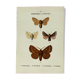 Vintage botanical plate antique butterfly engraving 1903 double-sided G. Denise