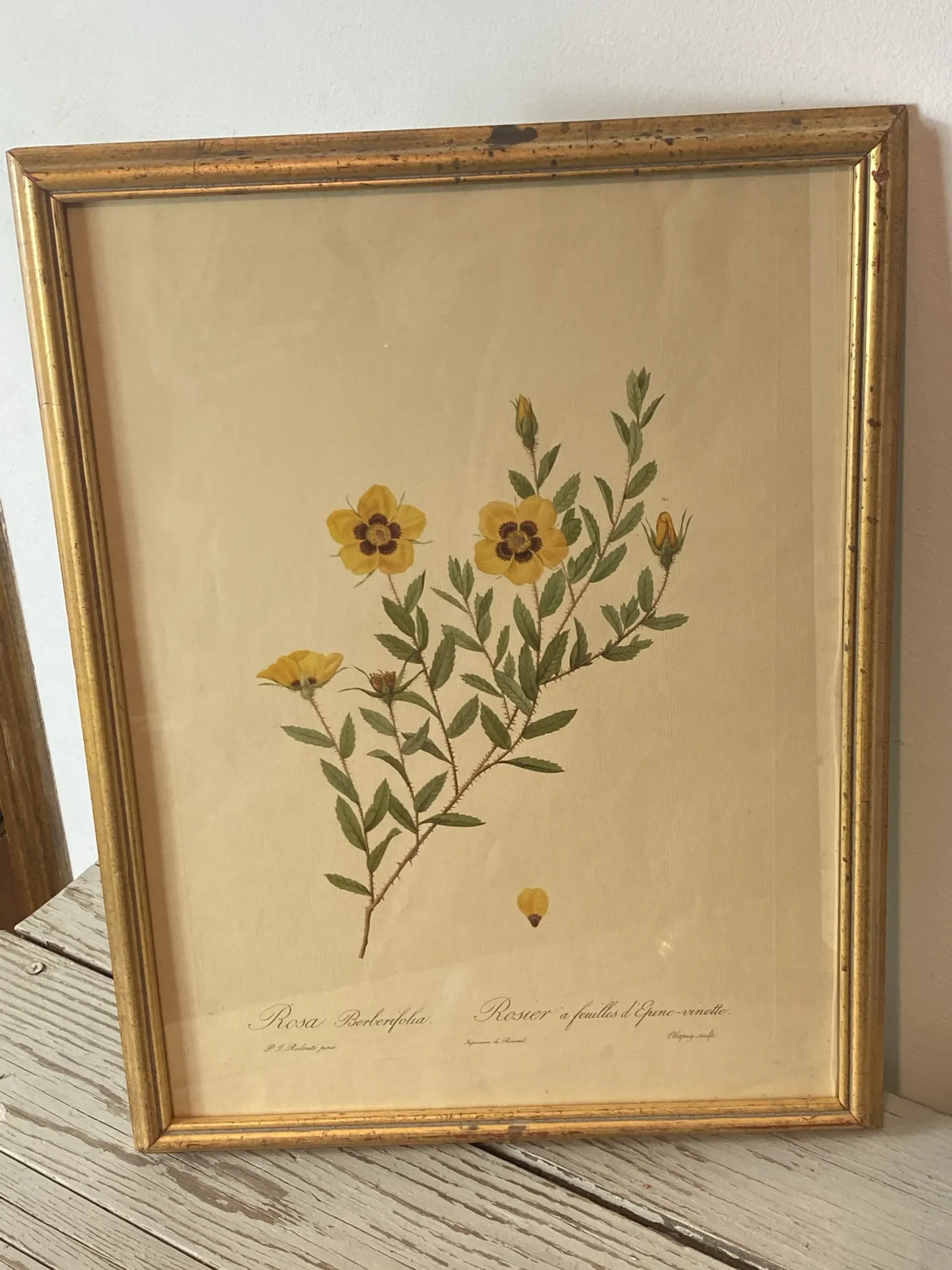 Botanical print, Rose, J-P Redouté