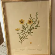 Botanical print, Rose, J-P Redouté
