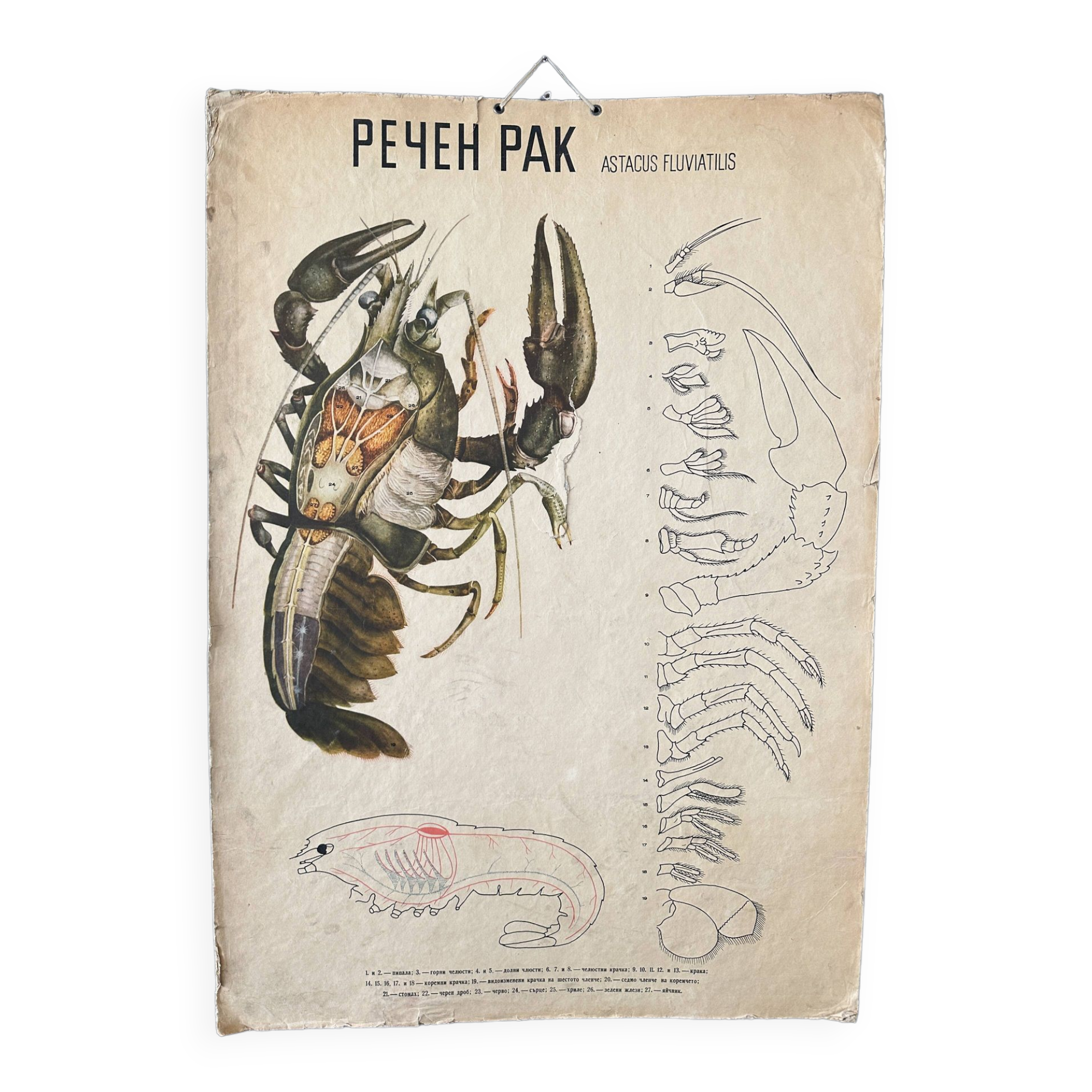 Crayfish vintage anatomy poster wall board from 1960's