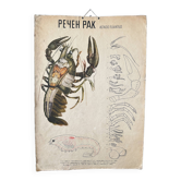 Crayfish vintage anatomy poster wall board from 1960's