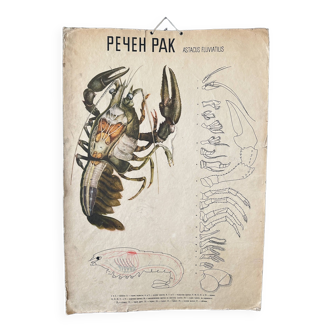 Crayfish vintage anatomy poster wall board from 1960's