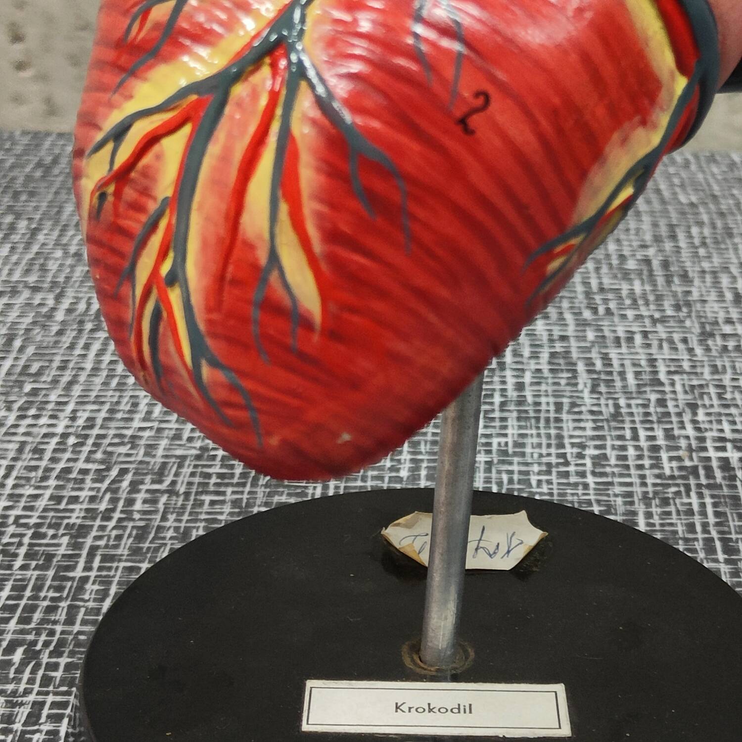 Curiosity Anatomy crocodile heart resin Czech Republic 1970