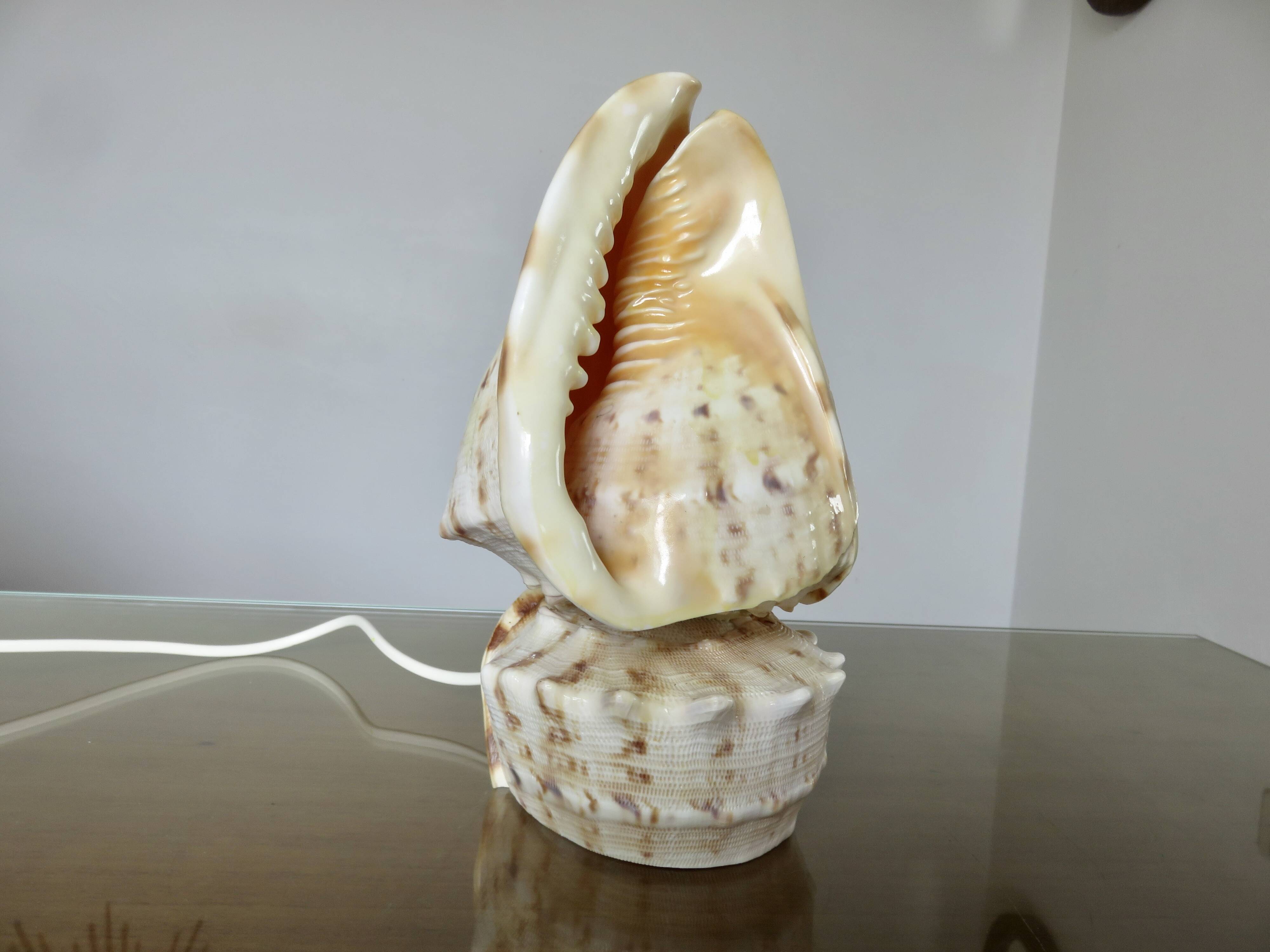 Lampe coquillage "cassis cornita" années 70