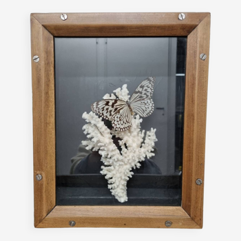 Butterfly and coral display case