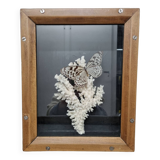 Vitrine papillon et corail