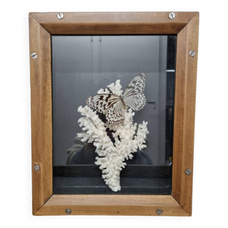 Vitrine papillon et corail