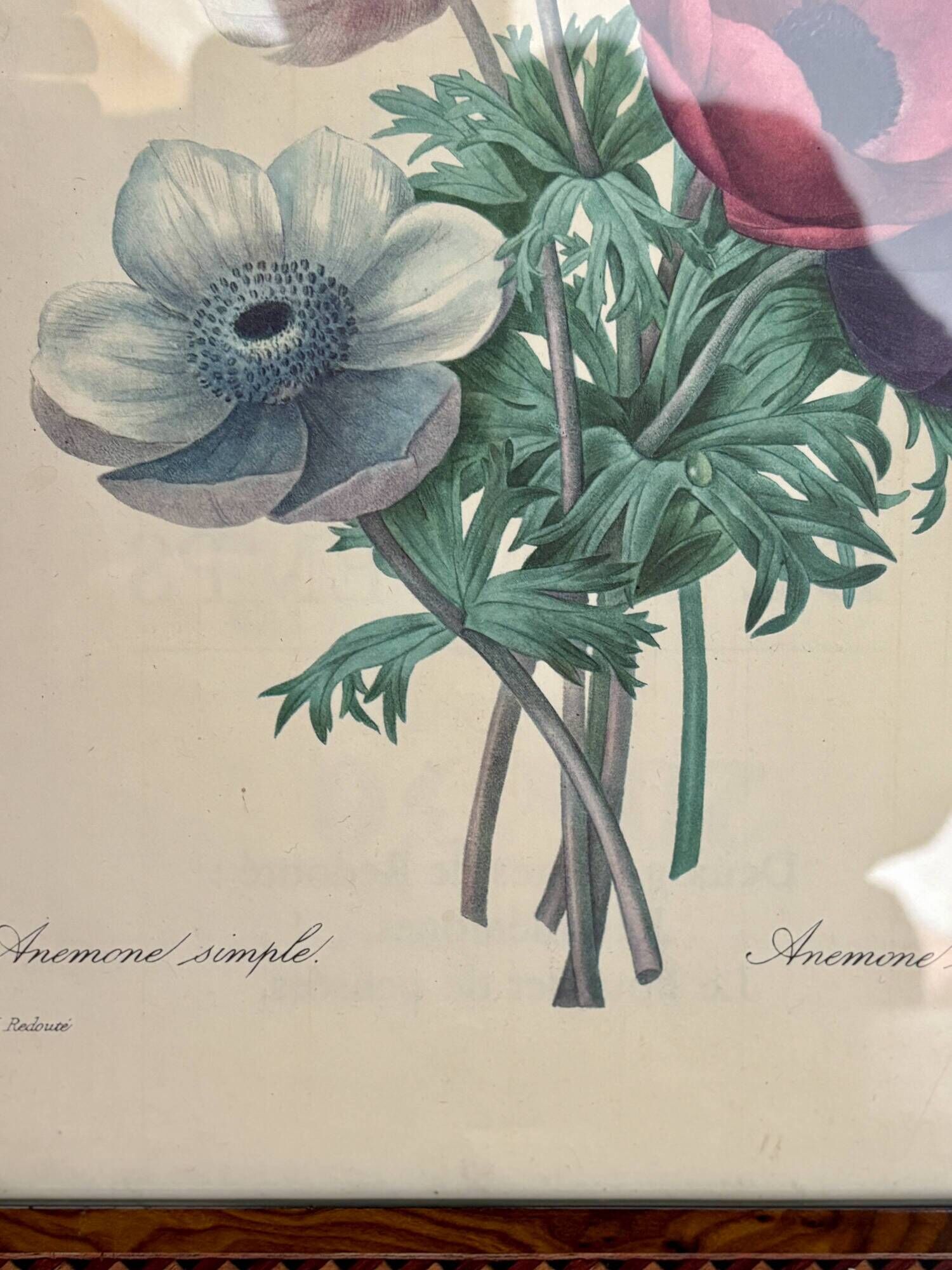 Vintage frame drawing of anemones by Redouté.