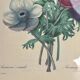 Vintage frame drawing of anemones by Redouté.