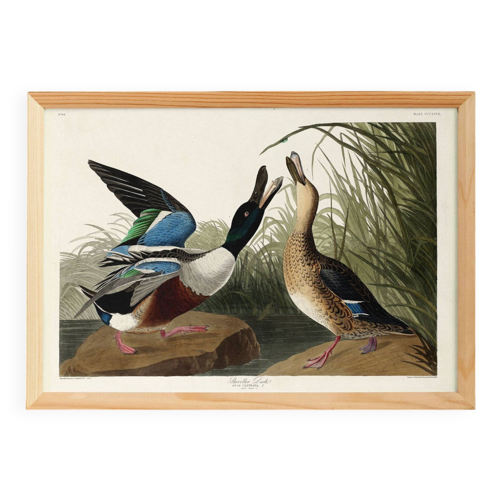 Poster about the Northern Shoveler Duck, based on an old engraving from 1827.