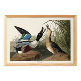 Poster about the Northern Shoveler Duck, based on an old engraving from 1827.