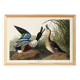 Poster about the Northern Shoveler Duck, based on an old engraving from 1827.