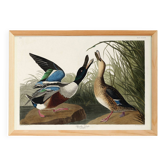 Poster about the Northern Shoveler Duck, based on an old engraving from 1827.