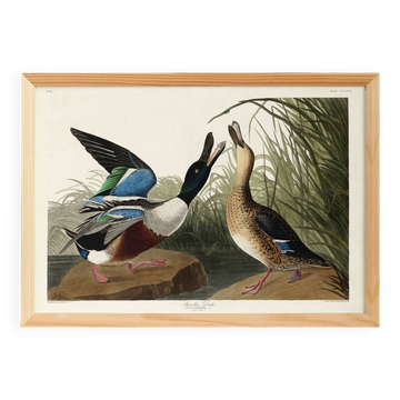 Affiche sur le Canard souchet, d’après une gravure ancienne de 1827.