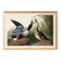 Poster about the Northern Shoveler Duck, based on an old engraving from 1827.