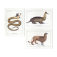 Set of 3 chimeras lithography animal engraving