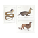 Set of 3 chimeras lithography animal engraving
